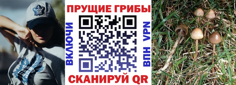 сколько стоит  Псков  Галлюциногенные грибы Psilocybine cubensis 