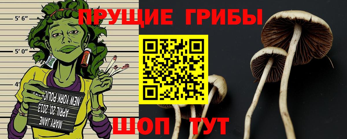 Псков  Галлюциногенные грибы Psilocybe  купить наркотики цена  Вход с VPN 